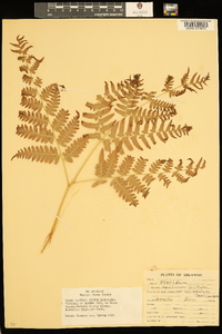 Pteridium aquilinum subsp. latiusculum image
