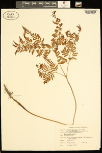 Pteridium aquilinum subsp. latiusculum image