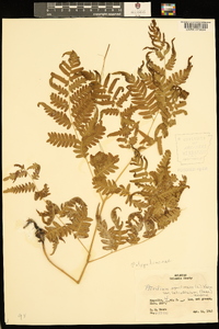 Pteridium aquilinum subsp. latiusculum image