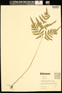 Pteridium aquilinum var. latiusculum image