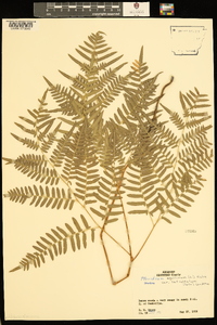 Pteridium aquilinum var. latiusculum image