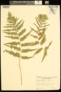 Pteridium aquilinum var. latiusculum image