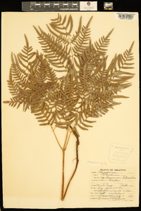 Pteridium aquilinum var. latiusculum image