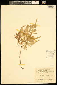 Pteridium aquilinum var. latiusculum image