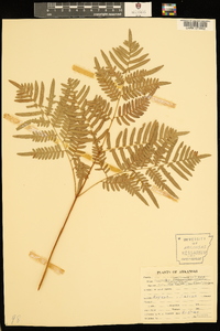 Pteridium aquilinum var. latiusculum image