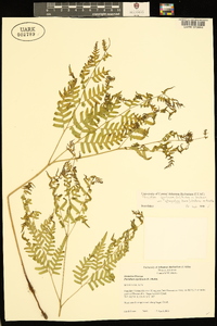 Pteridium aquilinum var. latiusculum image