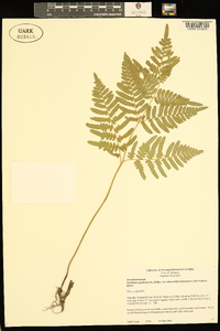 Pteridium aquilinum var. latiusculum image