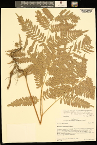 Pteridium aquilinum var. latiusculum image