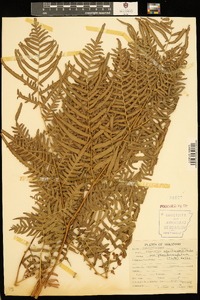 Pteridium aquilinum subsp. pseudocaudatum image