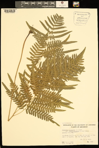 Pteridium aquilinum subsp. pseudocaudatum image