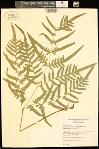 Pteridium aquilinum subsp. pseudocaudatum image