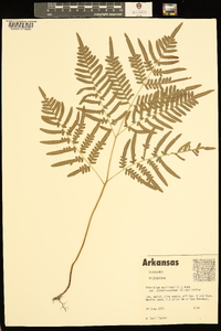 Pteridium aquilinum subsp. pseudocaudatum image