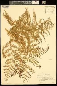 Pteridium aquilinum subsp. pseudocaudatum image