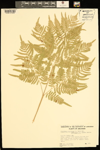 Pteridium aquilinum subsp. pseudocaudatum image