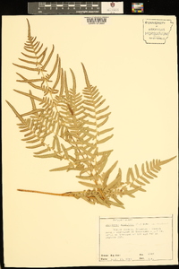 Pteridium aquilinum subsp. pseudocaudatum image