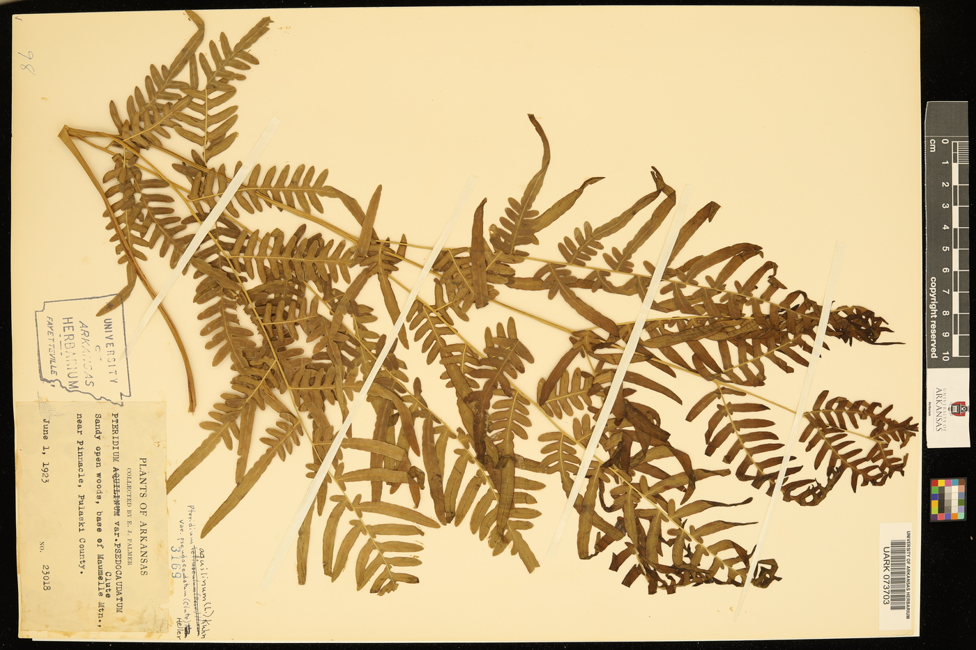 Pteridium aquilinum subsp. pseudocaudatum image