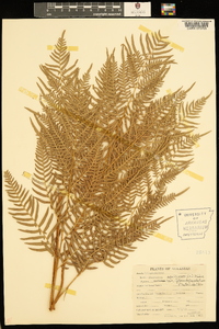 Pteridium aquilinum subsp. pseudocaudatum image