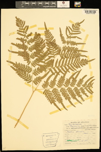 Pteridium aquilinum subsp. pseudocaudatum image