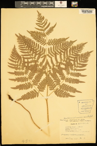 Pteridium aquilinum var. latiusculum image