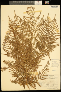 Pteridium aquilinum subsp. pseudocaudatum image