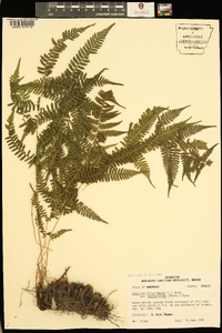 Athyrium filix-femina var. asplenioides image