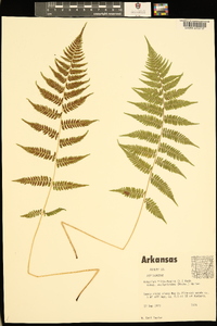 Athyrium filix-femina subsp. asplenioides image