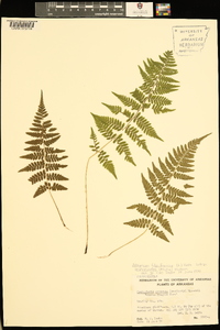 Athyrium filix-femina subsp. asplenioides image