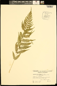 Athyrium filix-femina var. asplenioides image