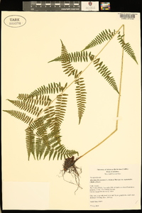 Athyrium filix-femina var. asplenioides image
