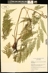 Athyrium filix-femina subsp. asplenioides image