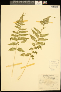 Athyrium filix-femina var. asplenioides image