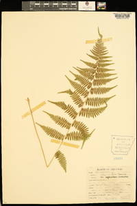 Athyrium filix-femina var. asplenioides image