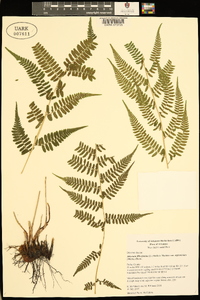 Athyrium filix-femina var. asplenioides image