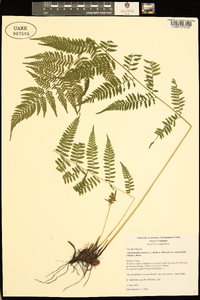 Athyrium filix-femina var. asplenioides image