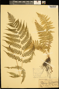 Athyrium filix-femina var. asplenioides image