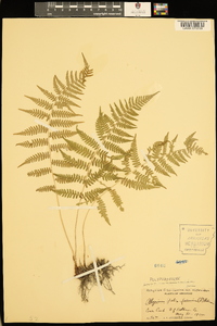 Athyrium filix-femina var. asplenioides image