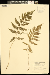 Athyrium filix-femina var. asplenioides image