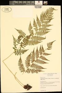 Athyrium filix-femina var. asplenioides image