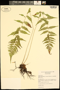 Athyrium filix-femina var. asplenioides image