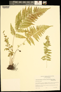 Athyrium filix-femina subsp. asplenioides image