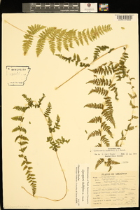 Cystopteris bulbifera image