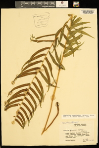 Homalosorus pycnocarpos image