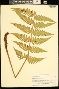 Dryopteris celsa image