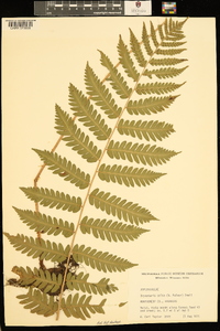 Dryopteris celsa image