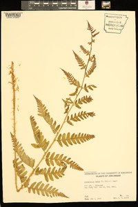 Dryopteris celsa image