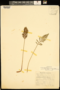 Onoclea sensibilis var. obtusilobata image