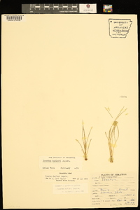 Isoëtes butleri image