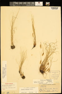 Isoëtes butleri image