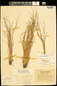 Isoëtes melanopoda subsp. melanopoda image