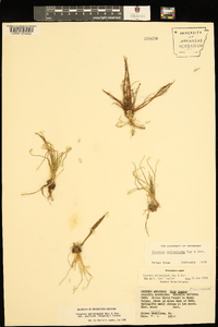 Isoëtes melanopoda subsp. melanopoda image